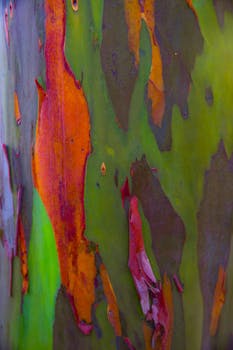 洛杉矶桉树树皮的详细视图，展示了其丰富多彩、充满活力的纹理