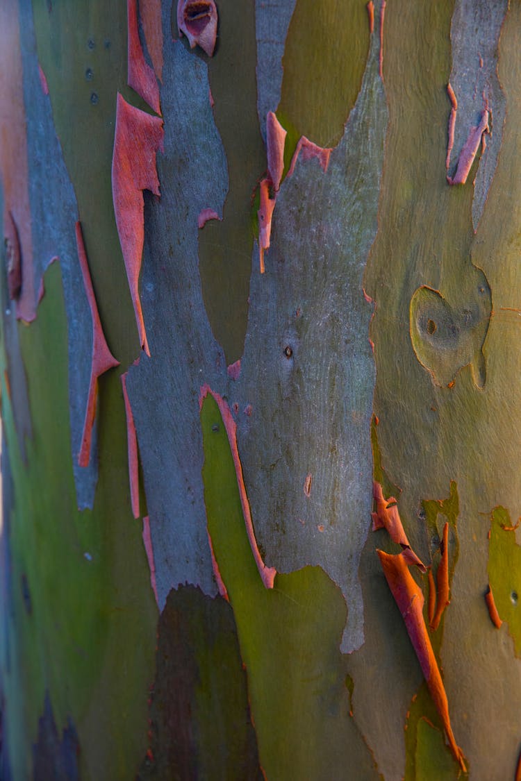 Brown Painting Peeling Off From Green Surface