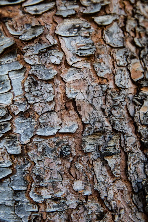 Free Brown and White Wood Log Stock Photo
