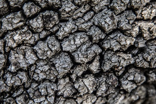 Witte En Zwarte Steenfragmenten