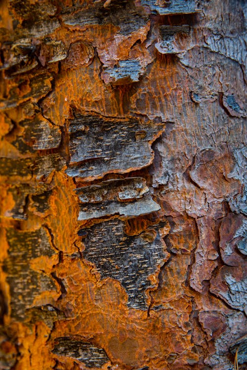 Surface and Texture of a Tree Bark