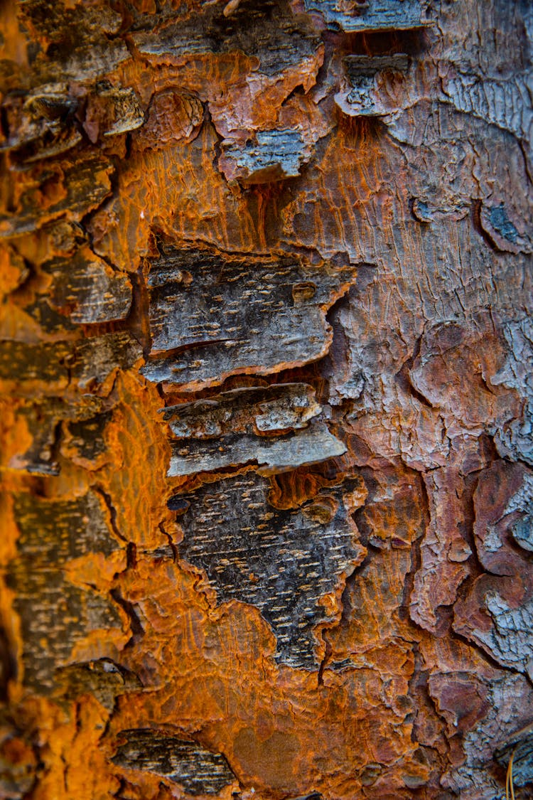 Surface And Texture Of A Tree Bark