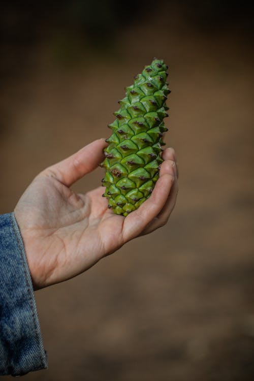 Persona Che Tiene Il Cono Di Pino Verde E Marrone