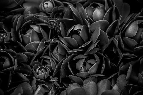 Безкоштовне стокове фото на тему «відтінки сірого, квіти, листя»