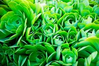 郁郁葱葱的多汁植物特写生动，展现出叶片复杂的图案