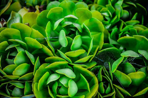 Fotobanka s bezplatnými fotkami na tému botanický, flóra, jasný