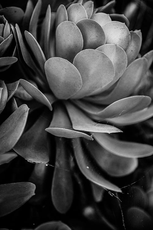 Grayscale Photo of Flower Petals