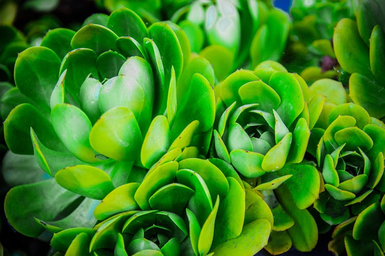 Wide Angle Shot Of A Aeonium