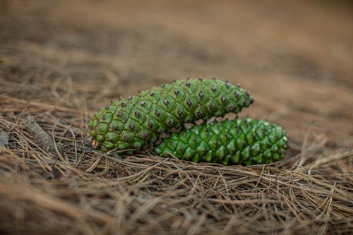 Green Conifer Cone Fruit on the Ground