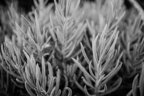 Free A detailed black and white close-up of leafy plants, highlighting natural patterns. Stock Photo