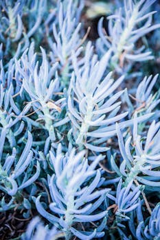 充满活力的蓝色黑垩棒多肉植物在花园环境中的特写镜头
