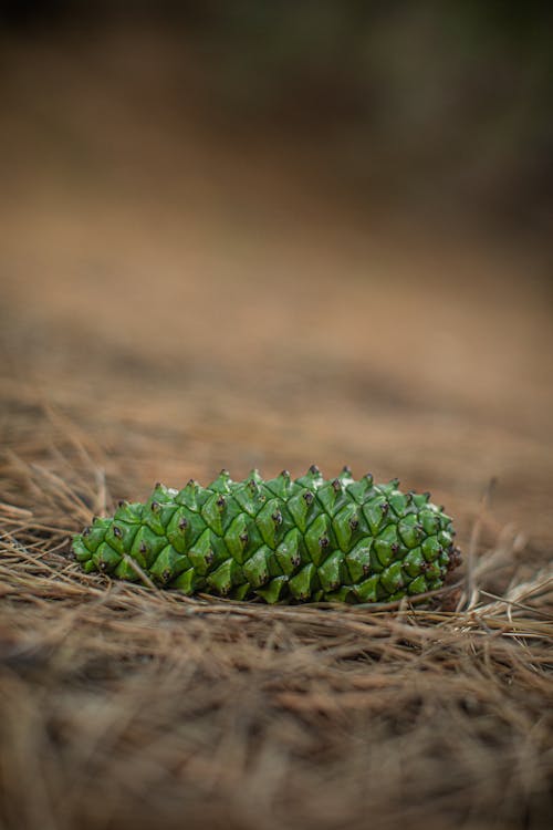 Free Close-up of Pine Cones Lying on the Ground Stock Photo