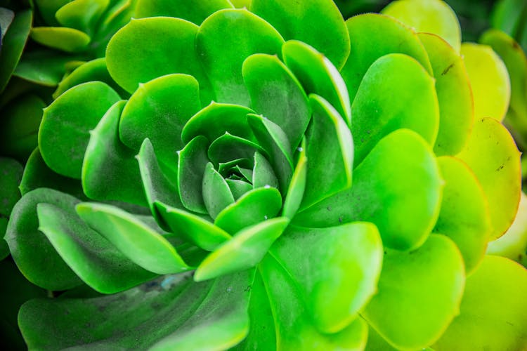 Green Plant In Close Up Photography