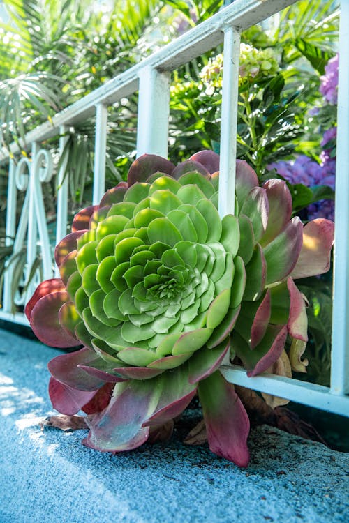 Photo of a Succulent Plant