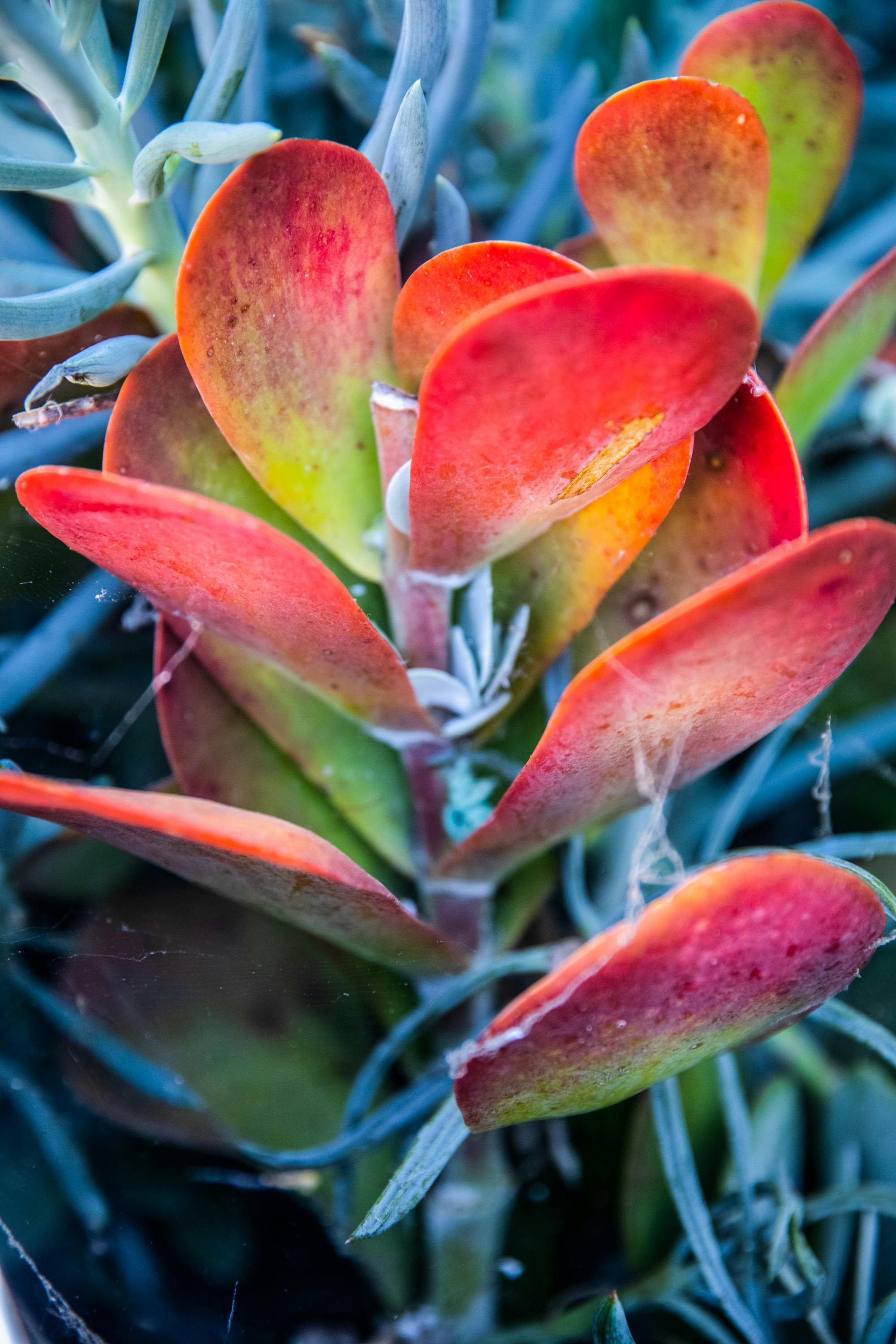 洛杉矶一株红叶仙花的特写，色彩斑斓