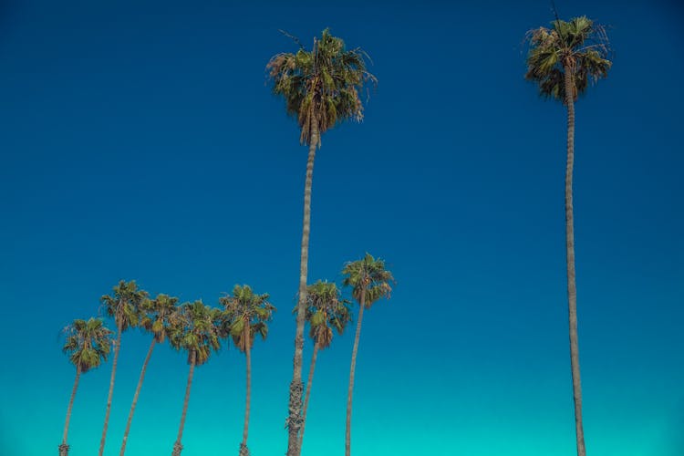 Green Palm Trees Under Blue Sky