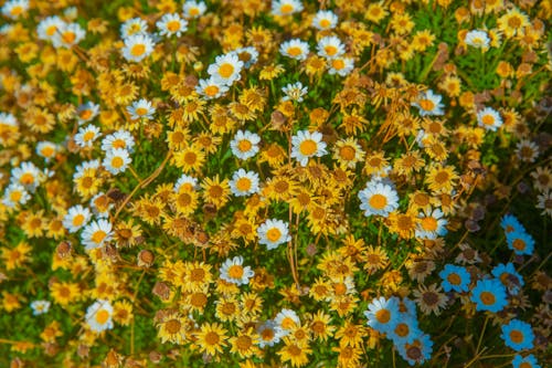 Free Close Up Photo of Flowers Stock Photo