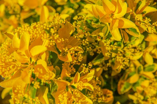Flores Amarillas Con Hojas Verdes