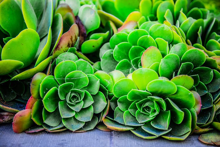 Green Succulent Plants