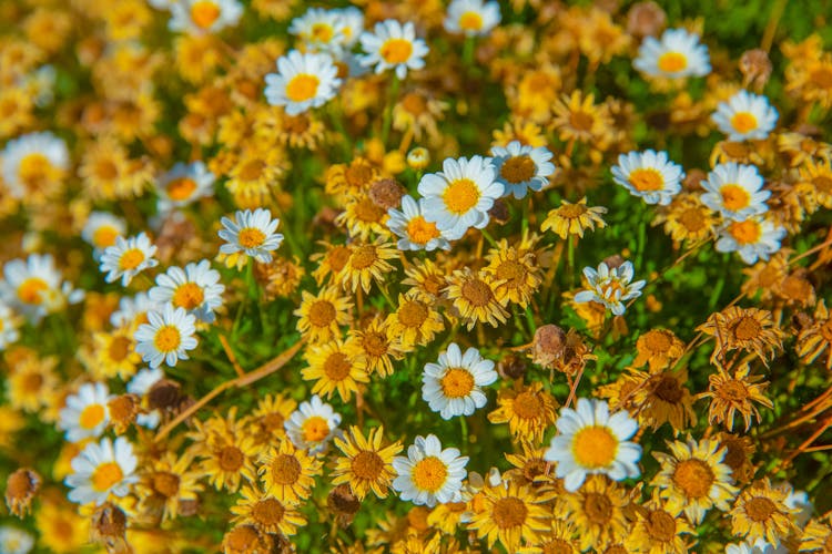 Chamomile Flowers In Bloom