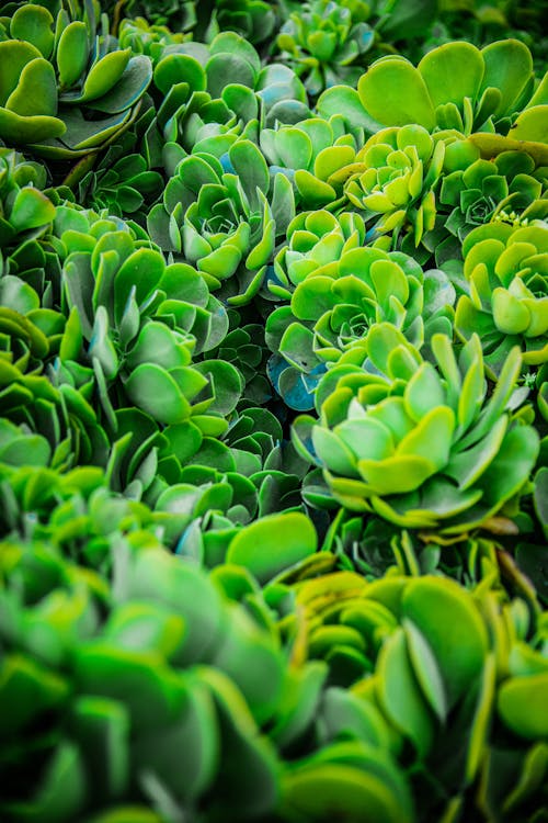 Capullos De Flores Verdes Y Azules