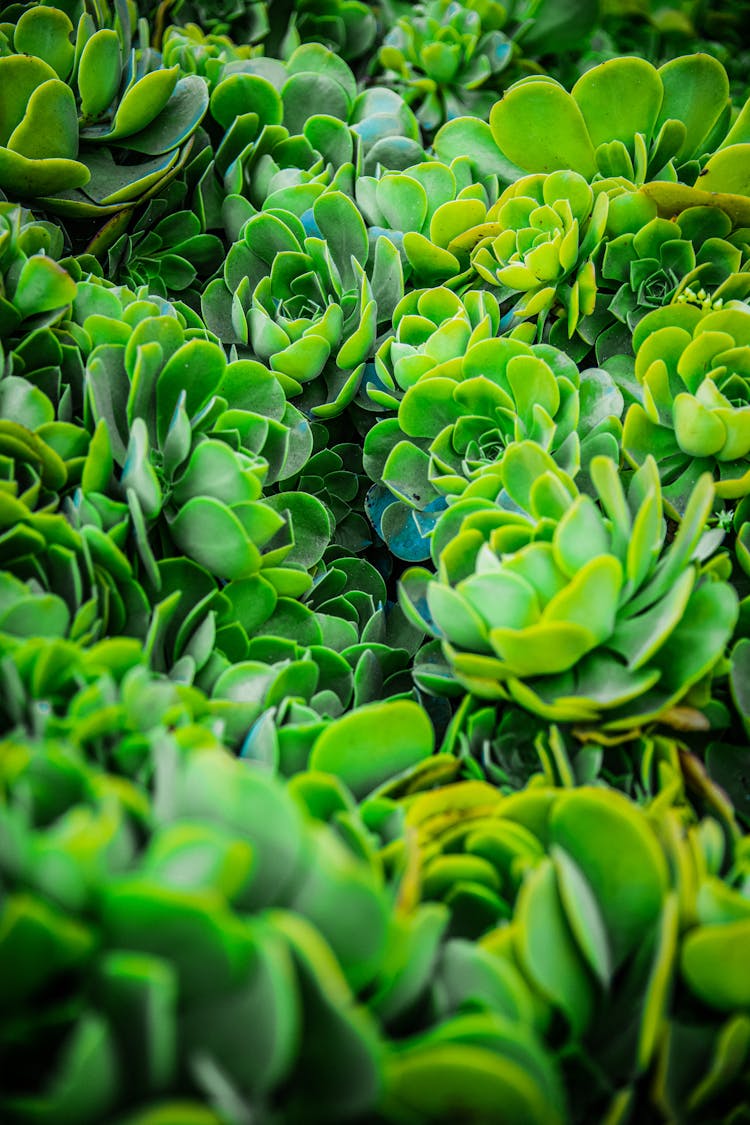 Evergreen Succulent Plants In Bloom