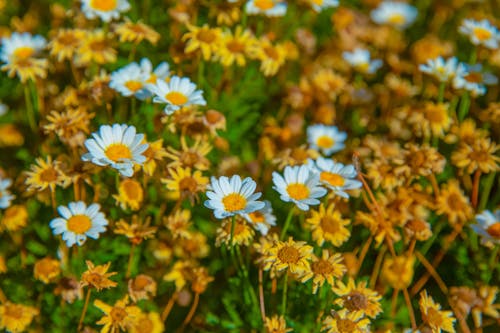 bezplatná Základová fotografie zdarma na téma flóra, květiny, kvetoucí Základová fotografie