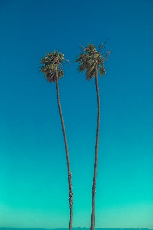 藍藍的天空下的綠色棕櫚樹