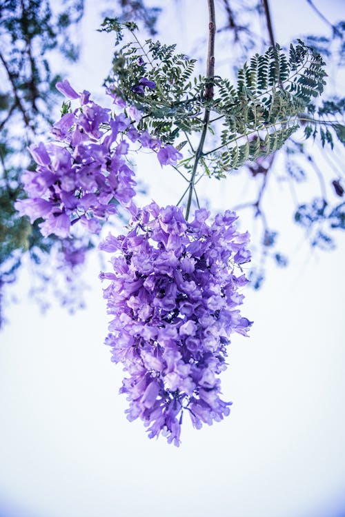 紫色花朵在傾斜移位透鏡
