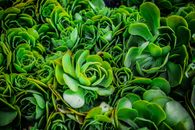 这张充满活力的绿色多肉植物特写图像，展现了其复杂的叶片图案和自然纹理