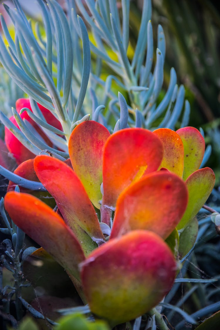 Succulent Plants In Growth