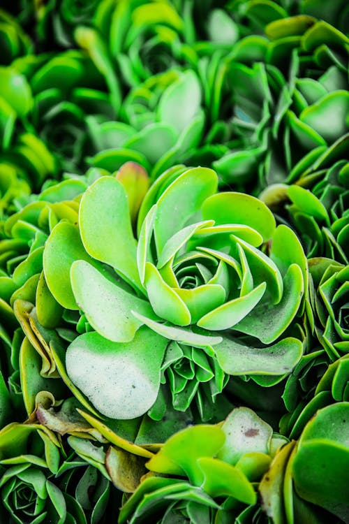 Planta Verde Con Gotas De Agua