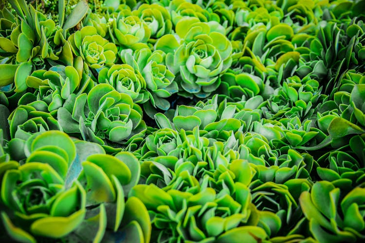 A Batch Of Aeonium Plants