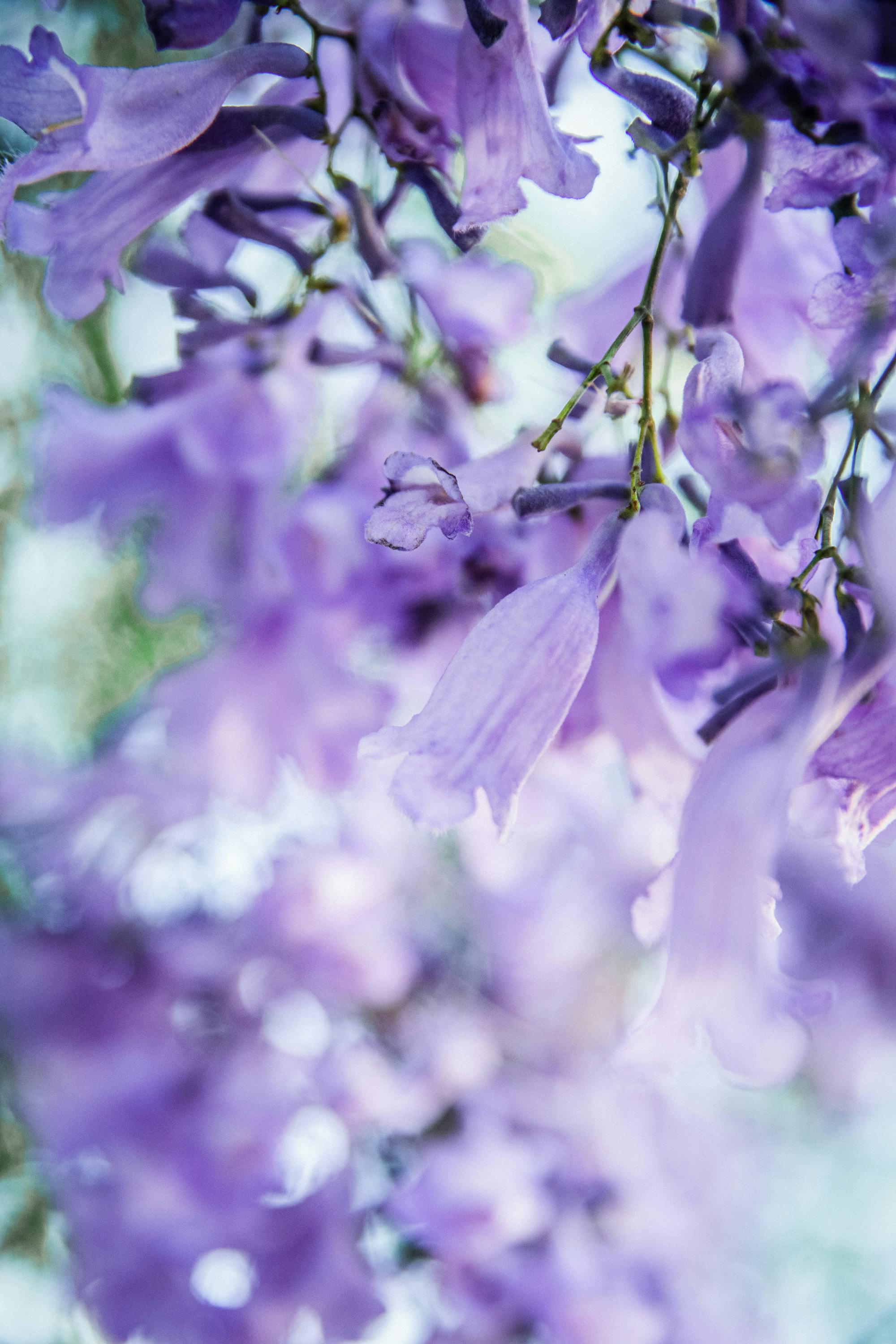 red jacaranda tree wallpaper