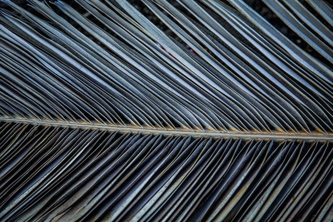 Close-Up Shot of a Palm Leaf 