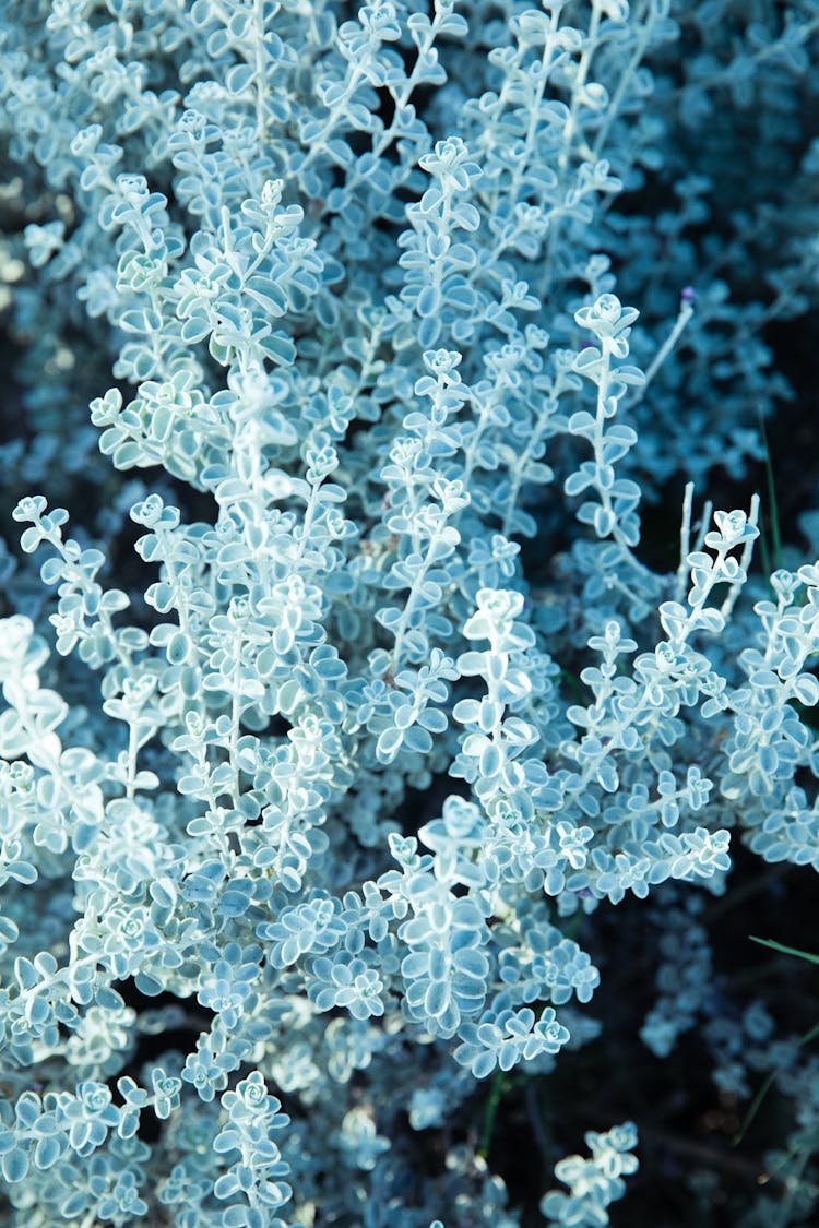 Snow Covered Common Sage Plants