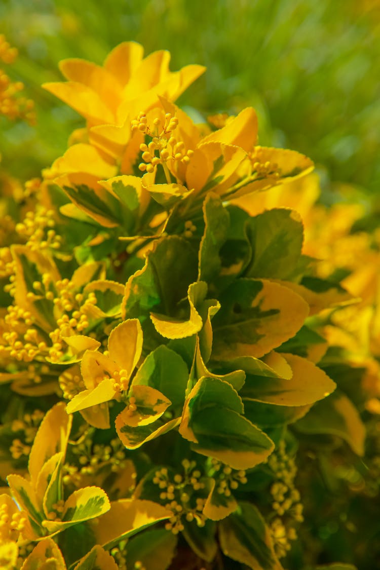 Japanese Kerria Flowers With Green And Yellow Leaves