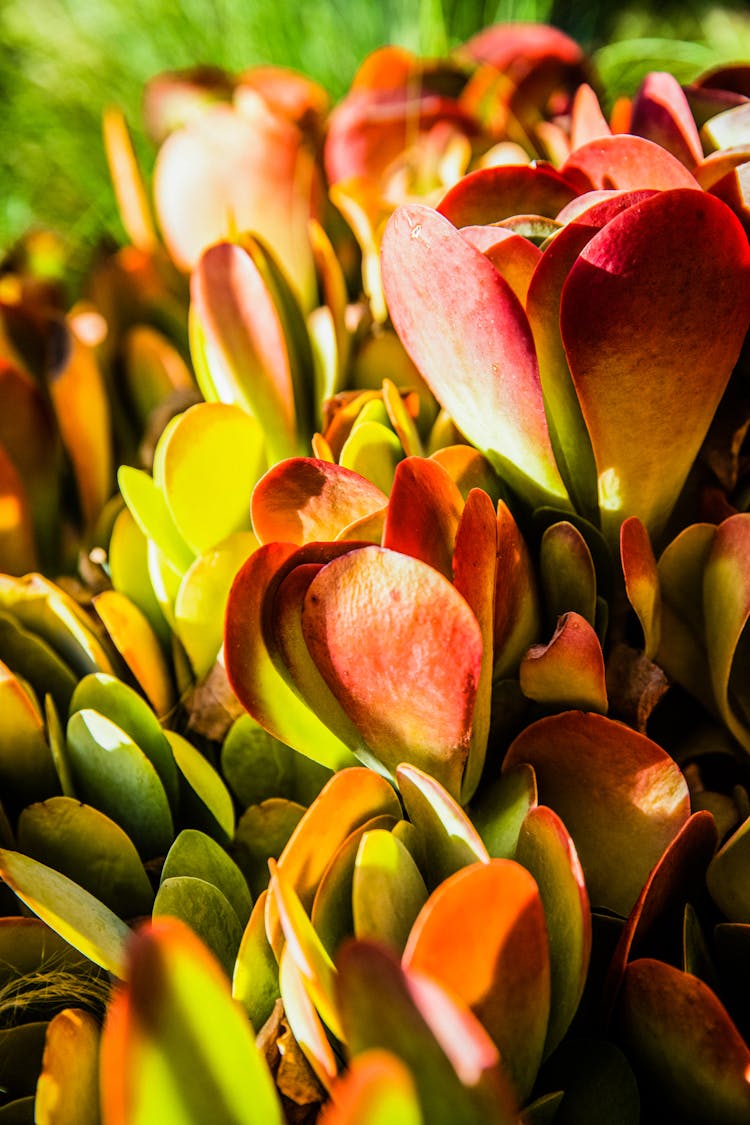 Kalanchoe Luciae Succulent Plant