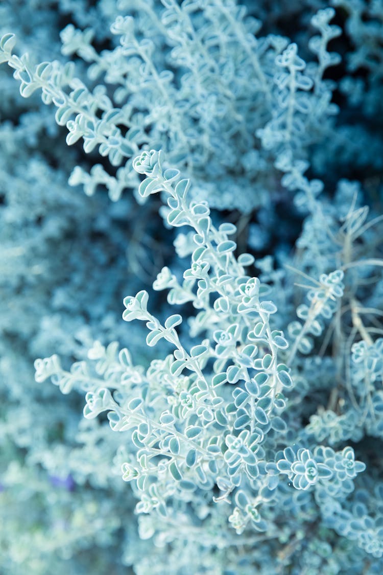 Snow Covered Common Sage Plants