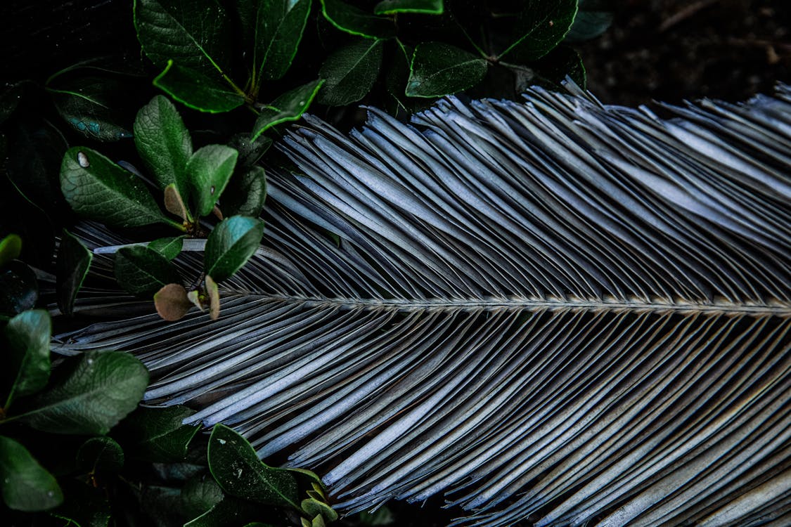 Dried Palm Leaf Surrounded By Green Plants 