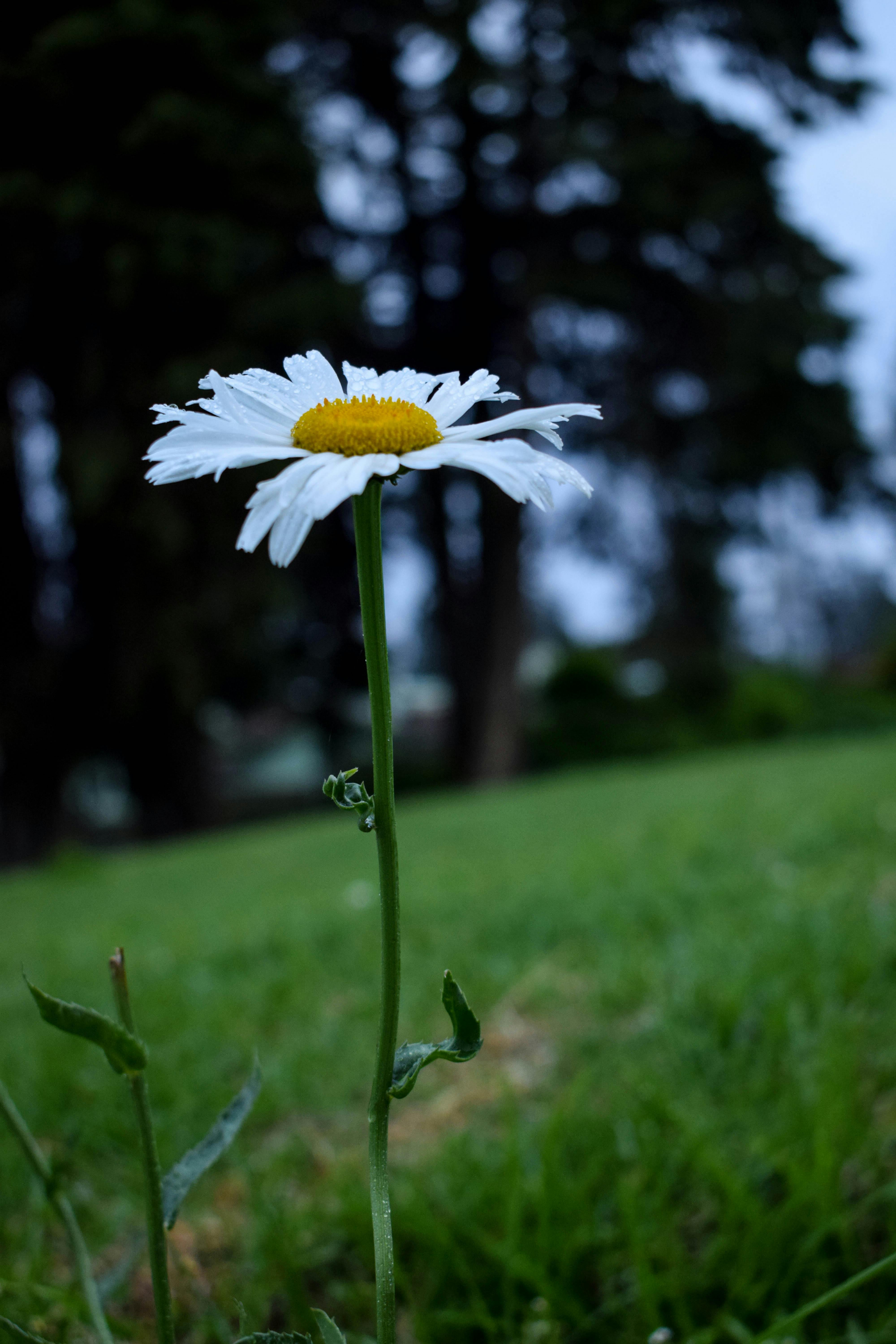 Free stock photo of #nature#flower#whitepetal#flora#