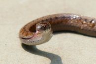 Brown and Black Snake on Gray Concrete Floor