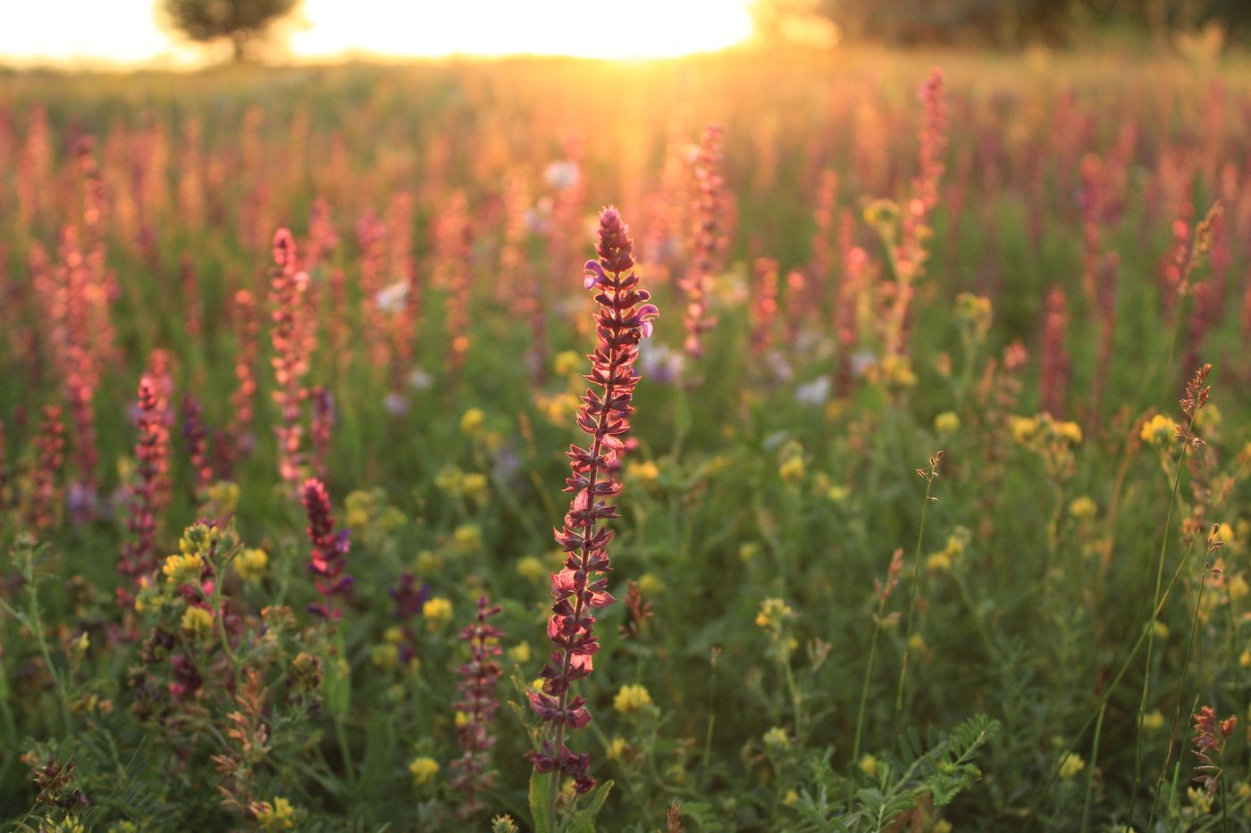 Wildflowers across a quiet meadow in warm morning sunlight