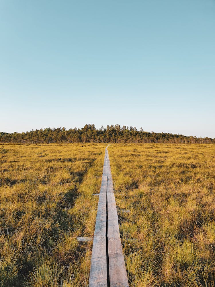 Plank Road On Wetland