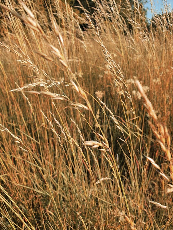 Photo of Brown Wheat Field