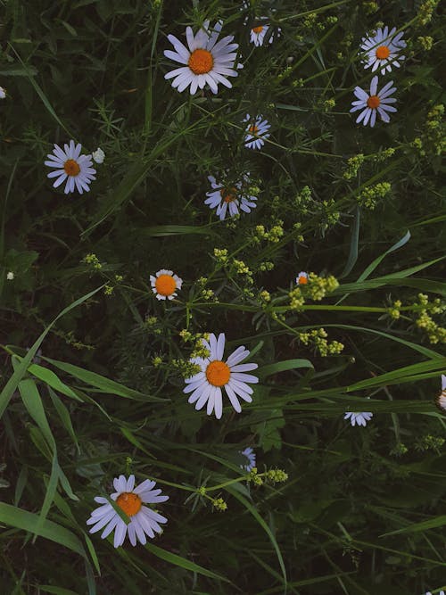 Free stock photo of chamomile, hike, nature