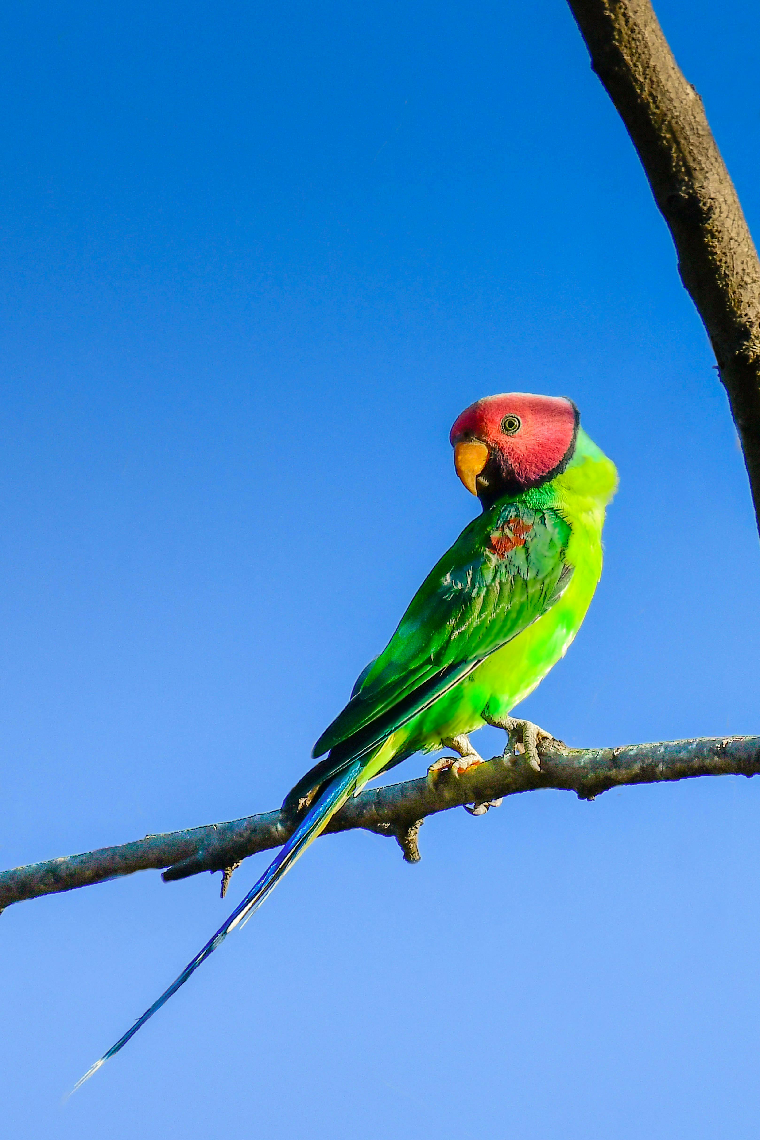 Adorable plum-headed parakeet with bright colorful plumage sitting on thin leafless tree branch against blue sky
