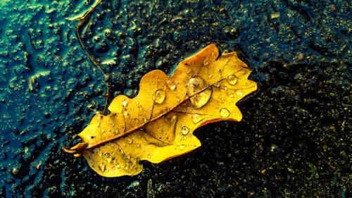 가을, 가을 낙엽, 노란 잎의 무료 스톡 사진