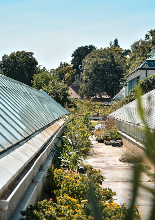 Kostenloses Stock Foto zu botanisch, dächer, garten