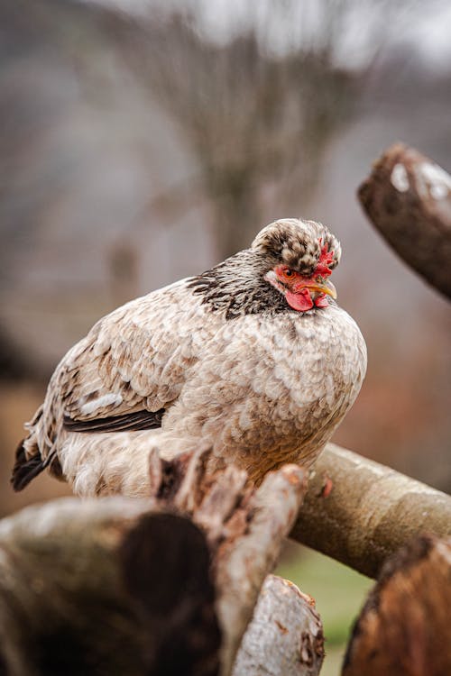 Fotos de stock gratuitas de animal, ave de caza, aviar